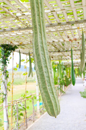 Closeup view of long zucchini is on the way.の写真素材