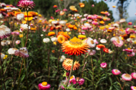 straw flower or everlasting isolated on white backgroundの写真素材