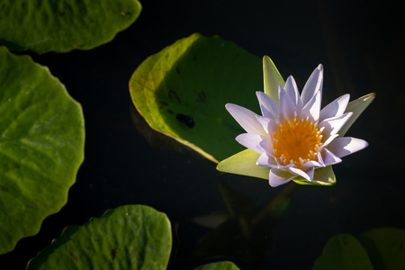 A beautiful Lotus flower floating above the waterの写真素材