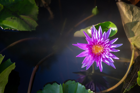 A beautiful Lotus flower floating above the waterの写真素材
