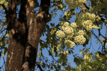 Tiny white flowers of devil tree (scientific name: Alstonia scholaris).の写真素材
