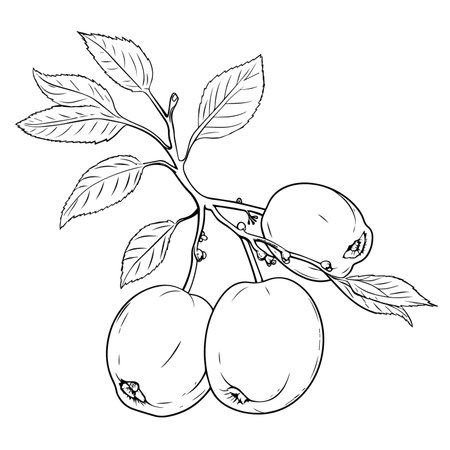 Elevate your designs with our apricot outline icon vector a perfect blend of simplicity and sophistication.のイラスト素材