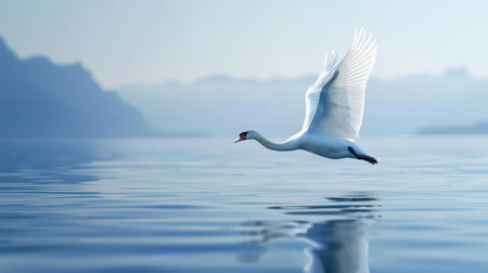 Watch as the elegant white swan lifts off from the lake, showcasing its magnificent wings in full bloom.の素材