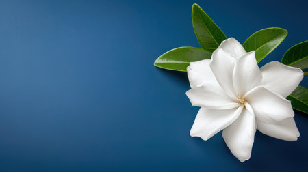 Ethereal white jasmine blooms with soft petals, displaying elegance and beauty on a deep, contrasting background.の素材