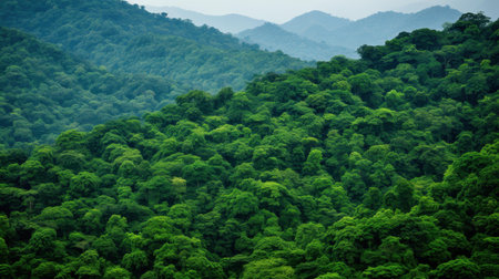 Explore a stunning birdseye view of a forest, revealing the intricate layers and healthy ecosystems of the rainforest.の素材