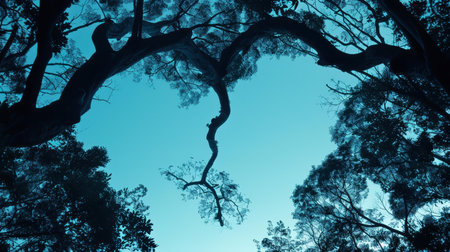 Natures art shows a heartshaped opening in the forests canopy, letting rays of blue sky shine through.の素材