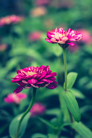 Zinniaの写真素材