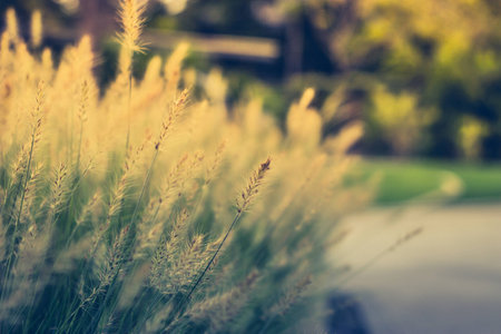 flower and sunsetの写真素材