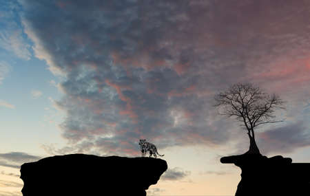 clouds, skies tree shadow Tigersの写真素材