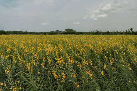 Fields Crotalariaの写真素材