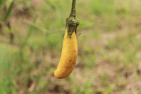 Eggplant cropsの写真素材