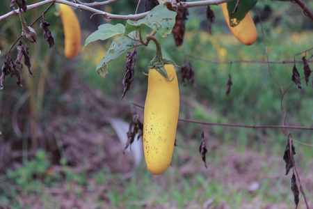 Eggplant cropsの写真素材