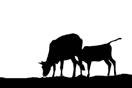 Cow isolated white backgroundの写真素材