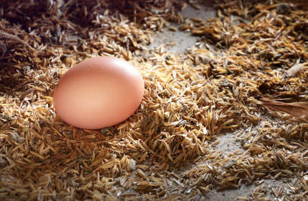 brown eggs at nest in chicken farmの写真素材