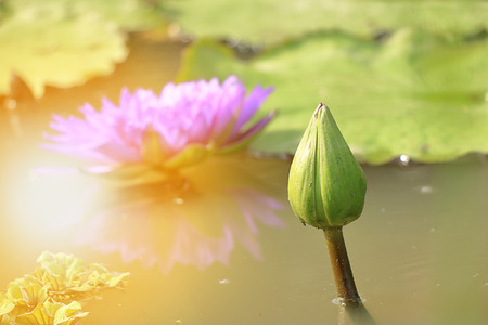 Lotus bud on the pond. lotus is a symbol of Buddhism in Asiaの写真素材