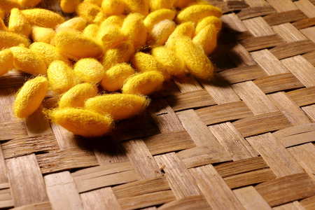 yellow silkworm cocoon in basket.の写真素材