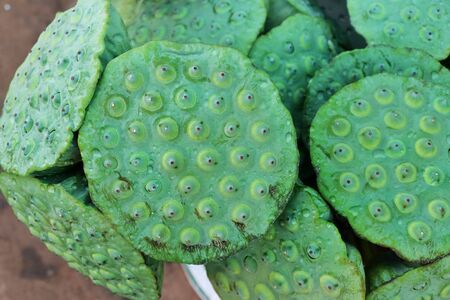Lotus seeds in pod are used in traditional Chinese medicine.の写真素材