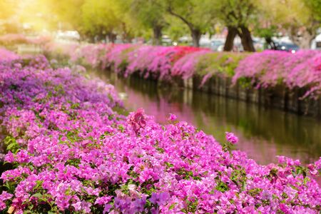 bougainvillea wall at side of a canalの写真素材