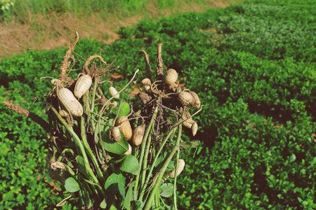 fresh peanuts plants with rootsの写真素材
