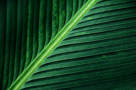 striped texture of green palm leaf, abstract of banana leaf background.