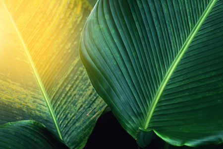 banana leaf texture nature green backgroundの写真素材