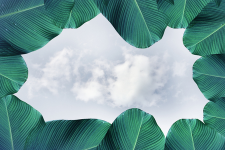 green leaves on white cloud background with copy spaceの写真素材