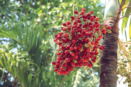 Red betel nut on palm tree.の写真素材
