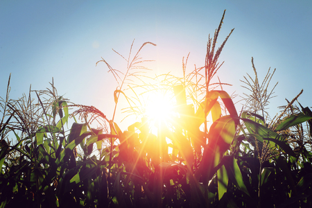 corn field in sunset, corn plantation in Thailandの写真素材