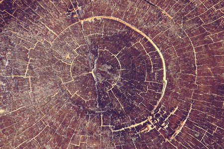 crack wood grain texture of stump for background