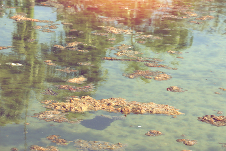 dirty sewage lake with organic pollution. water pollution for lack of oxygen. ecological problem.の写真素材