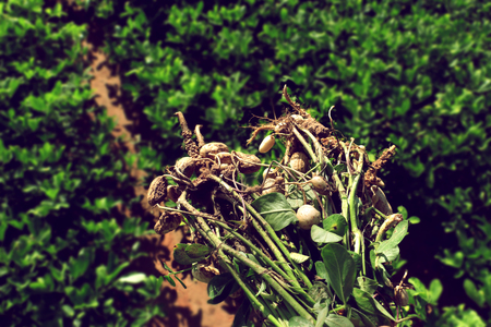 peanuts plants with roots on agriculture plantation background.の写真素材