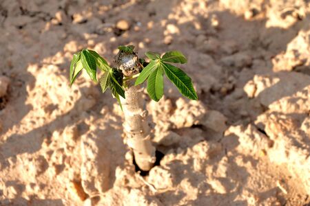 young cassava cultivation plant in farmland, Thailand.の写真素材