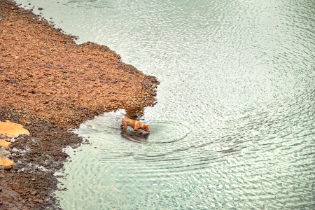 brown dog runing on coast with rock to the river looking some thing under the waterの写真素材