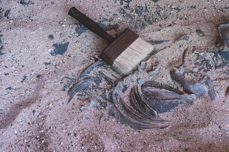 brush on bone in sand of archaeological excavation siteの写真素材