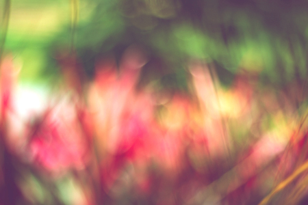 abstract blurred colorful of pink flower in green garden.の写真素材