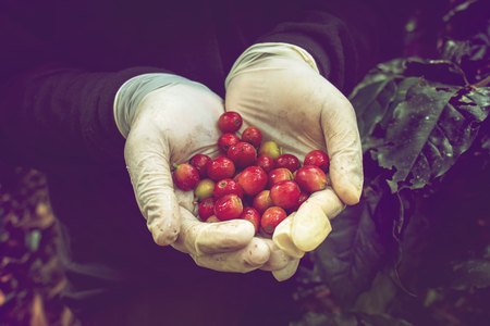 fresh red coffee beans in farmer hand picking from coffee treeの写真素材