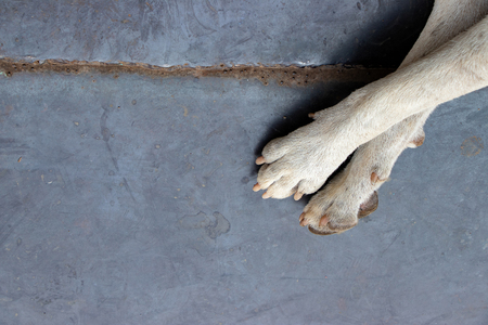 dirty white foot of stray dog on metal floor with copy space background, problem of dogs being abandoned in the cityの写真素材
