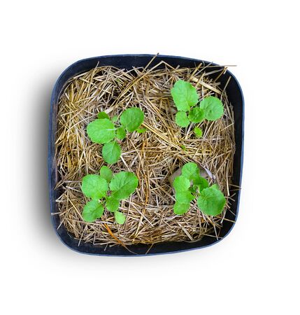 young chinese cabbage grown on straw in vegetable plot prepare to plant in the backyard on white backgroundの写真素材