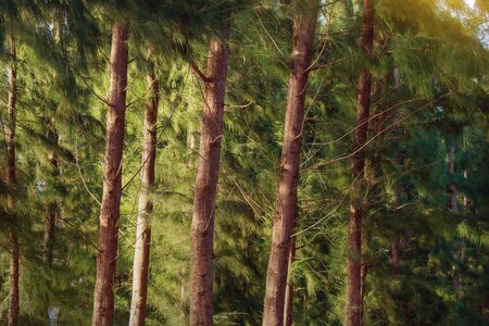 fresh air and sunlight on pine trees texture on the beach in Thailand