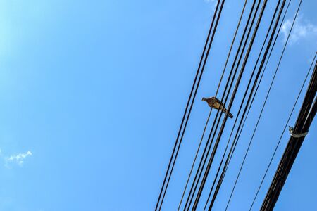 one bird perched on an electrical cable in blue sky background with copy spaceの写真素材