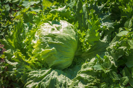plantation of cabbage on a non-toxic planting plot, organic vegetables agriculture in Thailandの写真素材