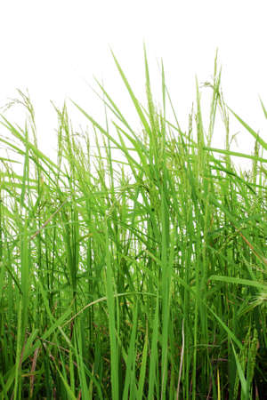 Field during the morningの写真素材