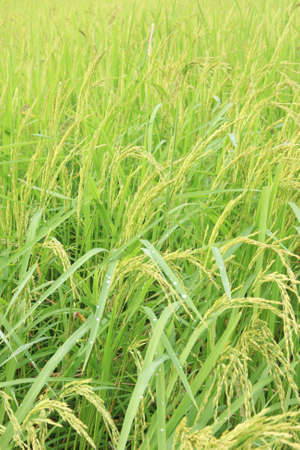 Field during the morningの写真素材
