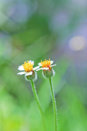 Background flower Style soft Focus