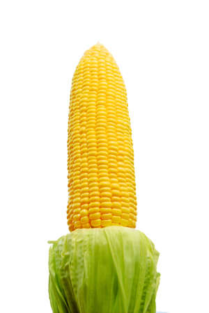fresh corn の写真素材
