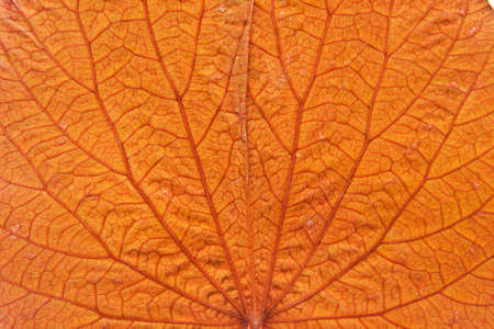 The background color of orange, gold leaf.の写真素材