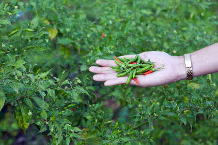 Spicy chili colorful for cooking.の写真素材