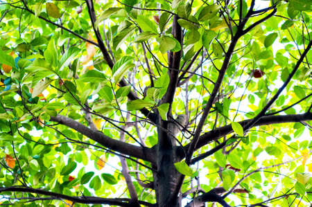 Trees in the early rainy season.