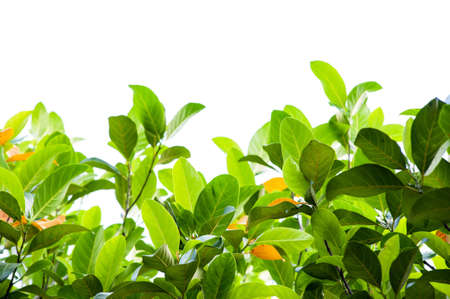 Branches on a white background.の写真素材