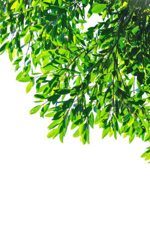 Branches on a white background の写真素材